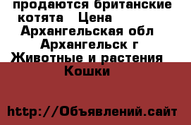 продаются британские котята › Цена ­ 10 000 - Архангельская обл., Архангельск г. Животные и растения » Кошки   